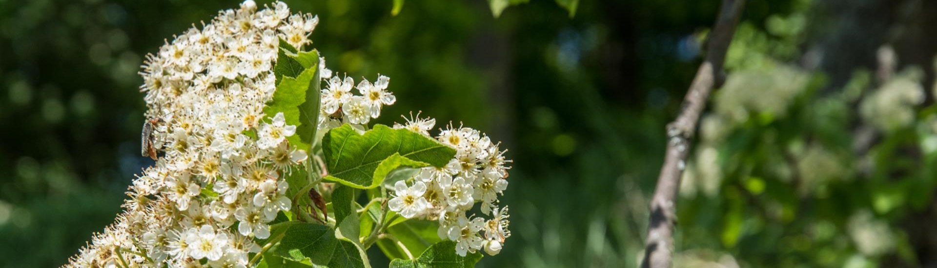 Sorbus torminalis; Elsbeere