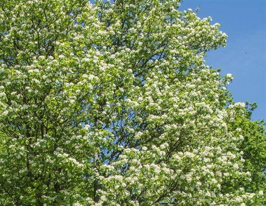 Blühende Sorbus torminalis; Elsbeere