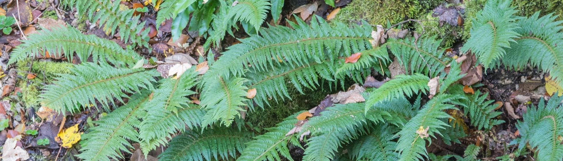 Wildes aber heimisches Glanz-Schildfarn