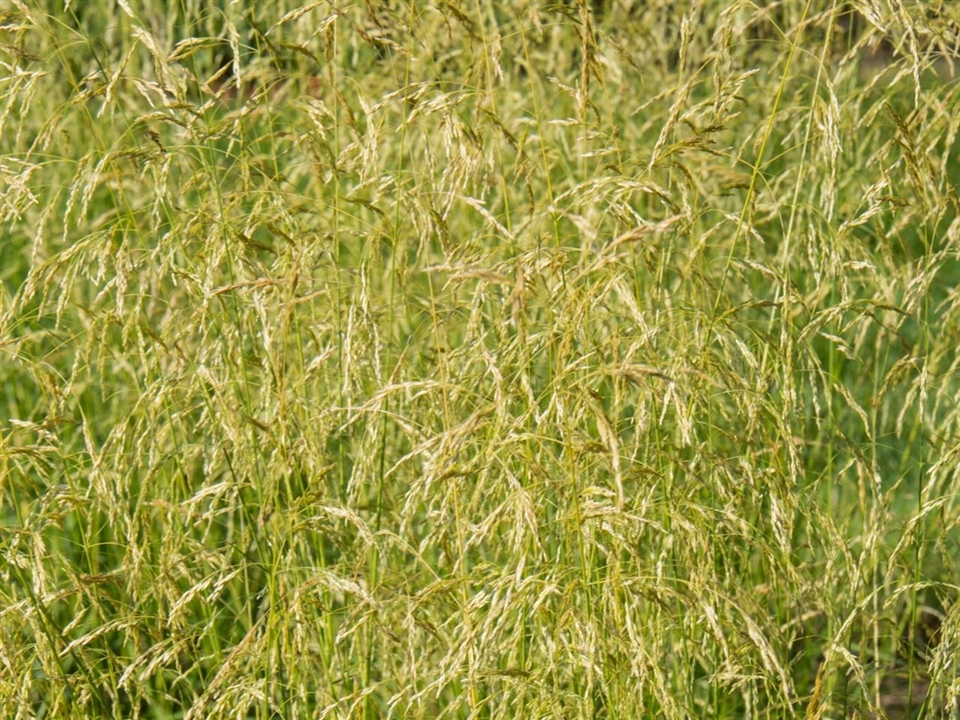 Deschampsia cespitosa; Rasen-Schmiele