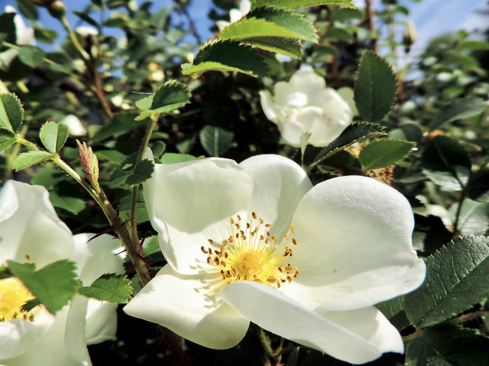 Bibernell-Rose im Heimischer Garten 