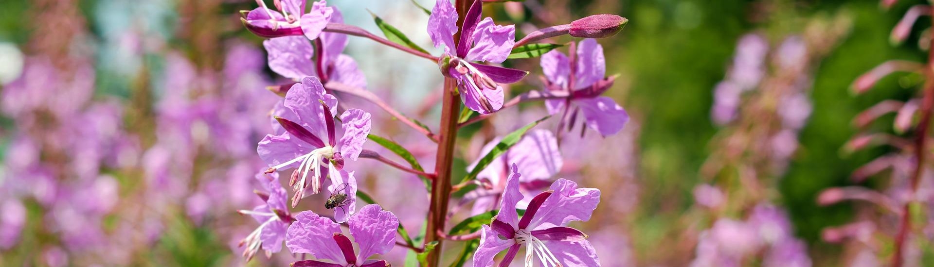 Epilobium angustifolium; Schmal­blättriges Weidenröschen