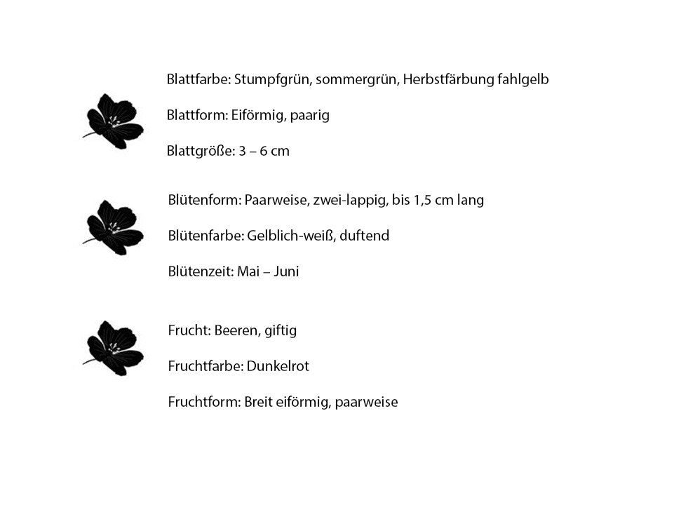 Blüten Blätter und Frucht der Heckenkirsche