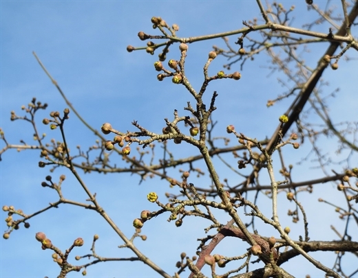 Kornelkische kurz vor der Blütezeit im März