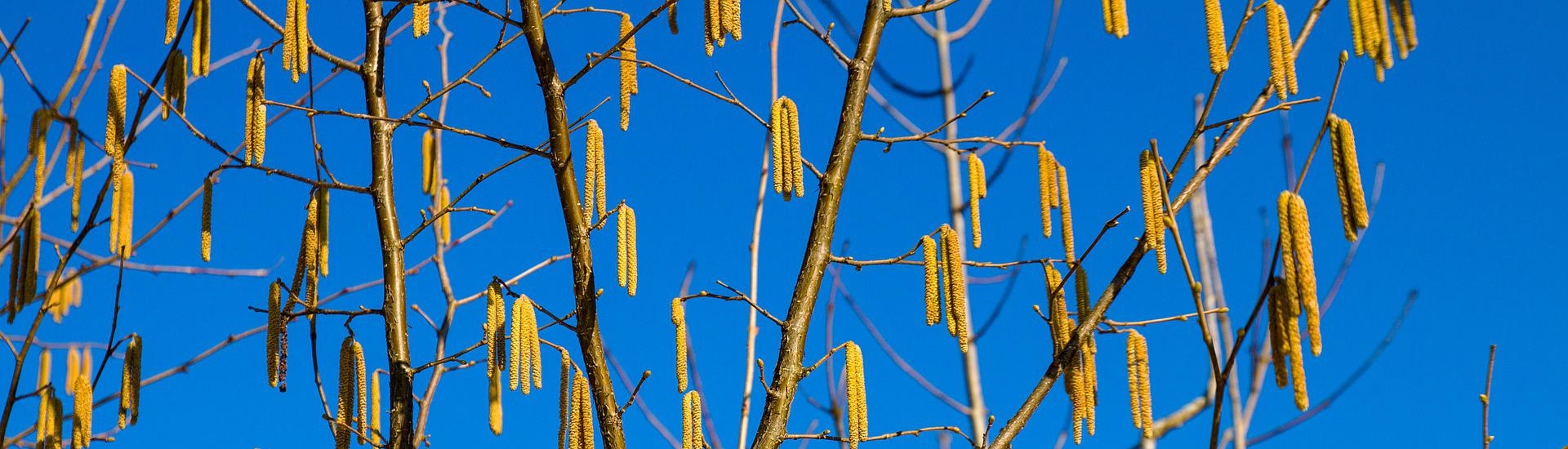 Haselnussstrauch im Privatgarten