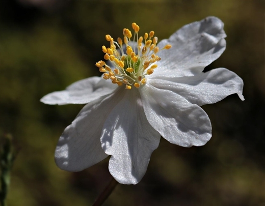 Weiße Blüte eines Buschwindröschens