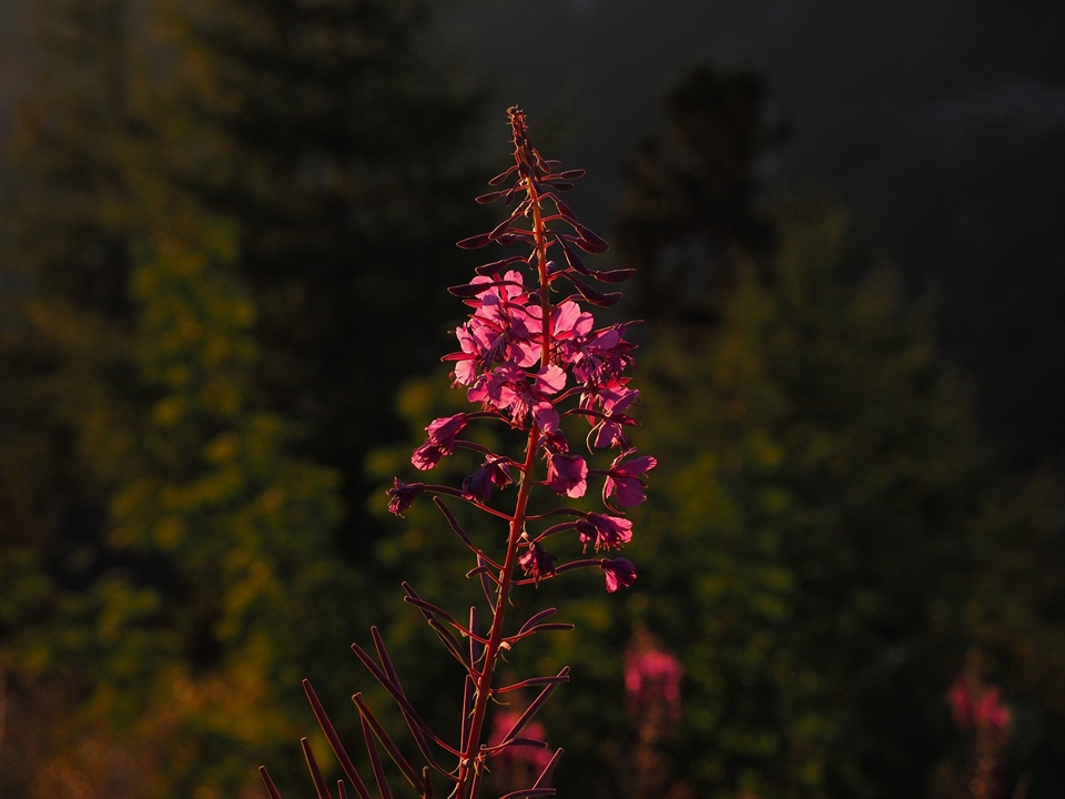 Epilobium angustifolium; Schmal­blättriges Weidenröschen