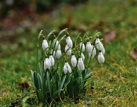 Das Galanthus nivalis als heimische Pflanze