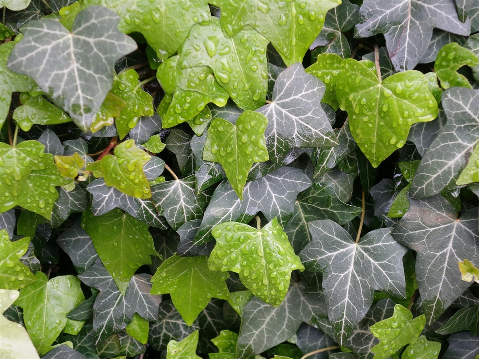 Naturgarten mit dem Gewöhnlichen Efeu kombinieren