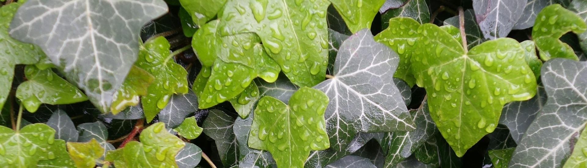 Hedera Helix als heimische Gartenpflanze