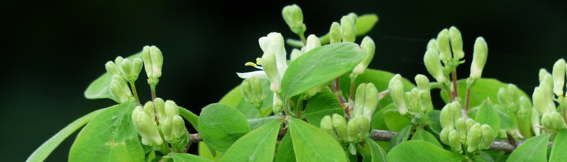 Die rote Heckenkirsche wird häufig als heimische Pflanze im Gartenbau eingesetzt