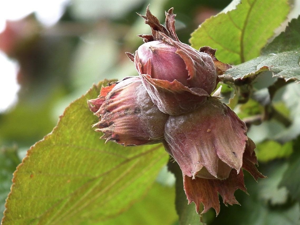 Nuss des Corylus avellana