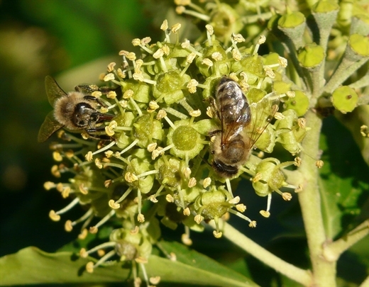 Gewöhnlicher Efeu für den Naturgarten