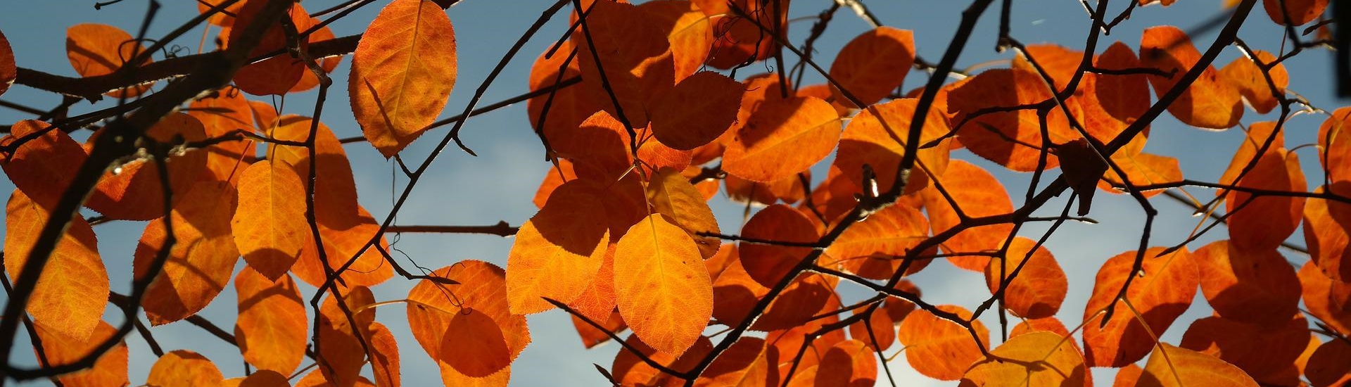 Die Blätter der heimischen Echten Felsenbirne im Sonnenschein