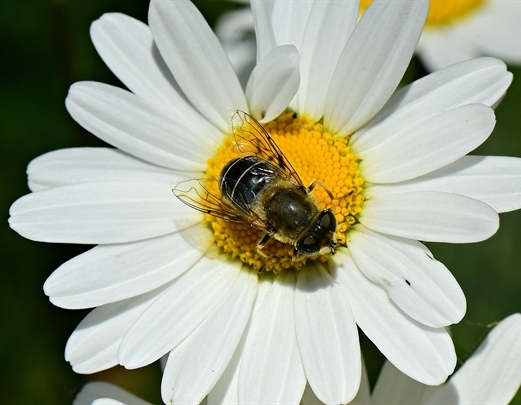 Leucanthemum vulgare als heimische Pflanze mit Insekt auf der Blüte