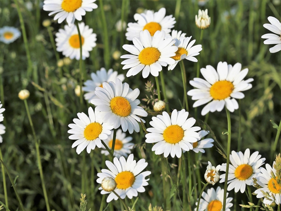 Leucanthemum vulgare im Garten