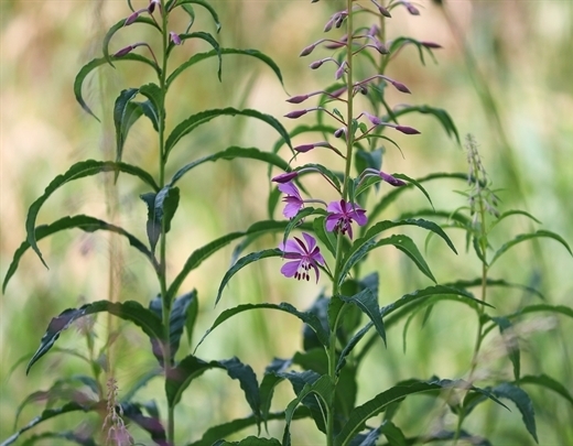 Epilobium angustifolium als heimische Pflanze