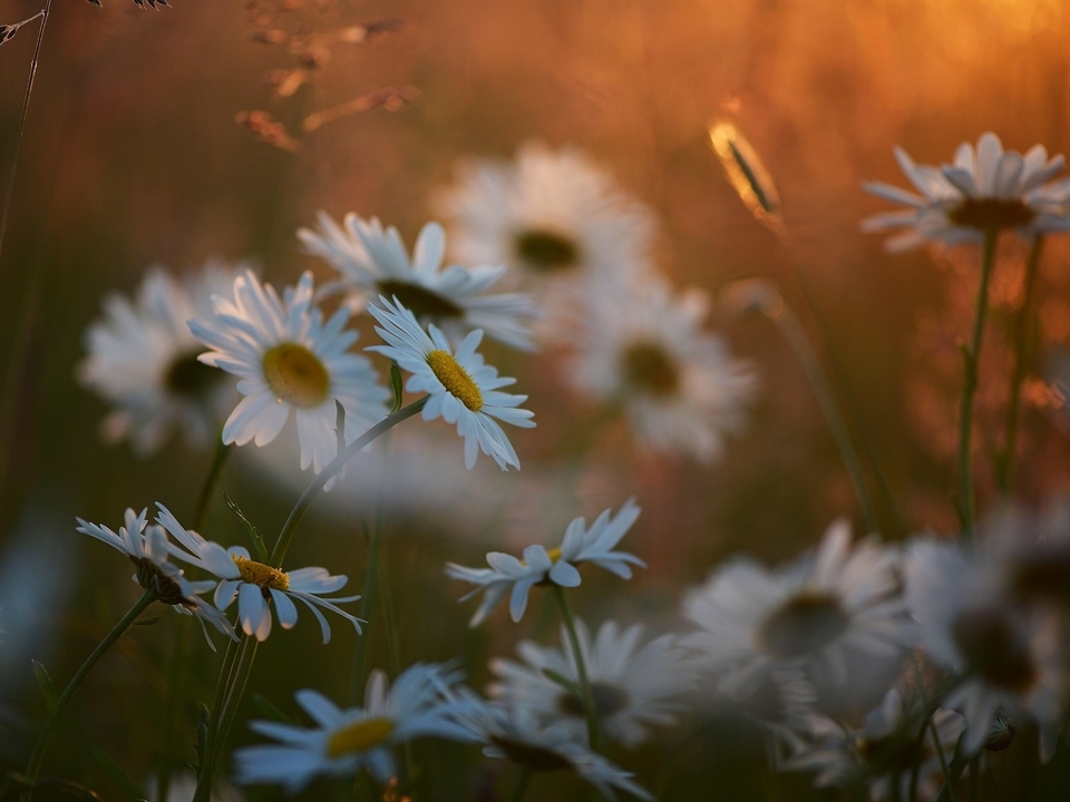 Im naturnahen Garten finden sich häufig Wiesen-Margeriten