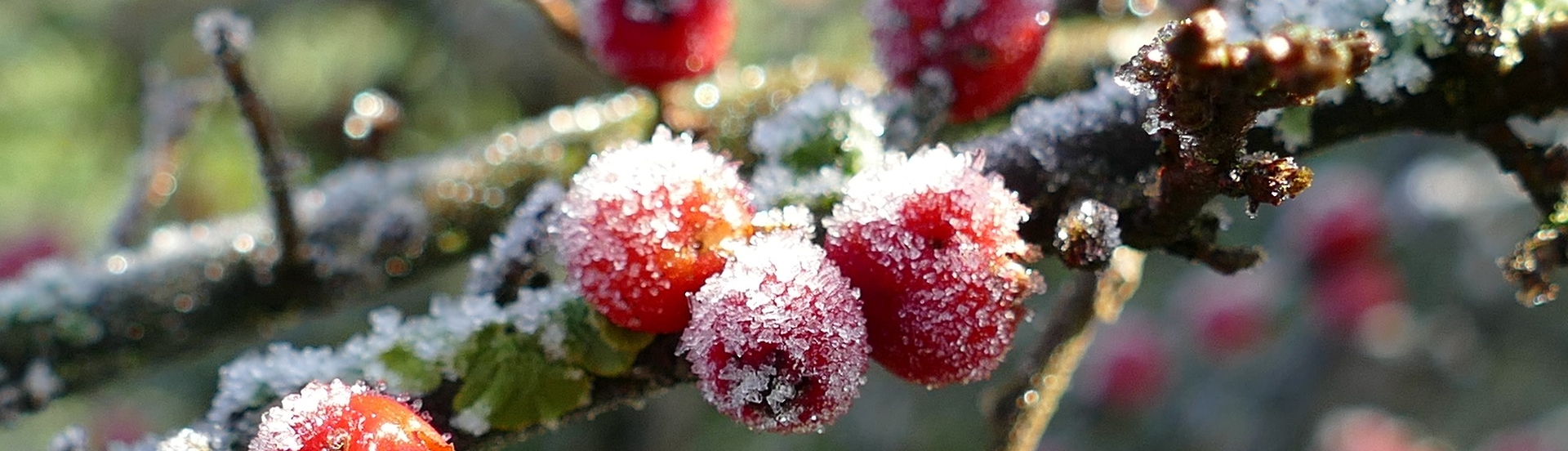 Die Europäische Stechpalme besticht durch ihre roten Früchte im Dezember