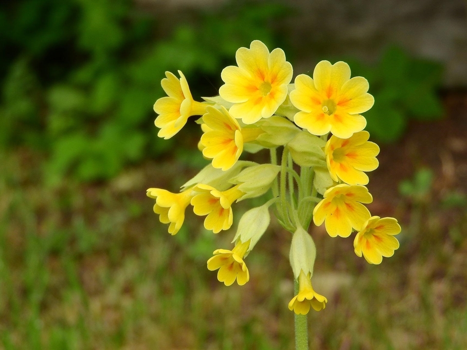 Die Farbenpracht der Echten Schlüsselblume reicht von verschiedenen Gelbtönen bis Orange