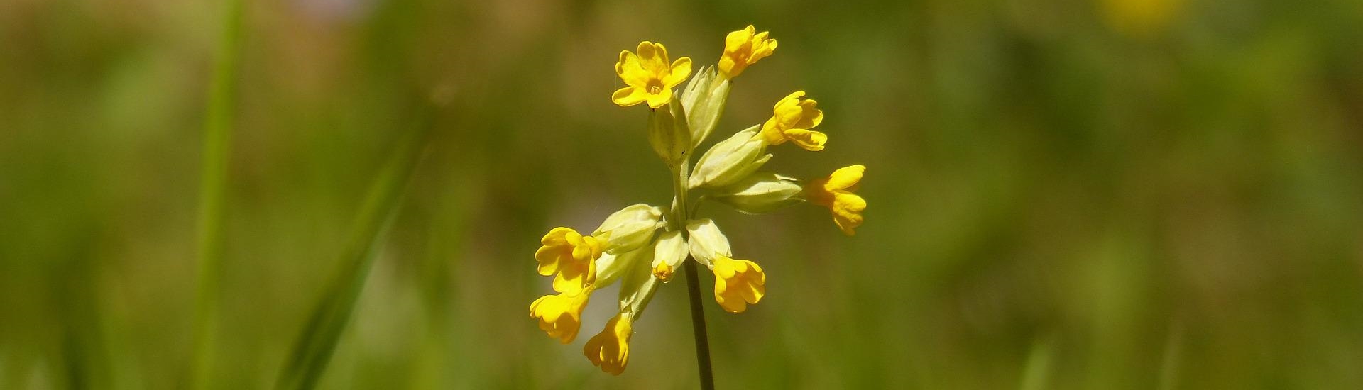 Gelbe Blüten der Echten Schlüsselblume