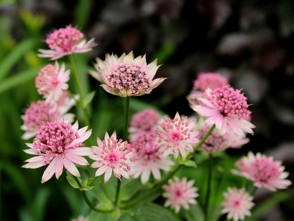 Astrantia major; Große Sterndolde