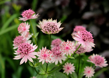 Heimische rosa Staude