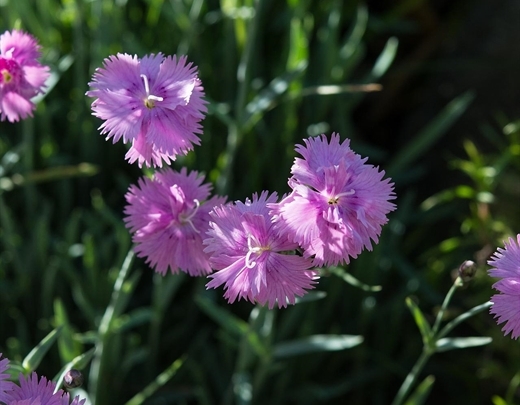 Die heimische Heide-Nelke lässt den Garten in lila Farben erblühen