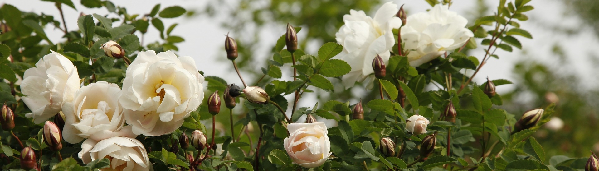 Rosa pimpinellifolia; Bibernell-Rose, Dünen-Rose