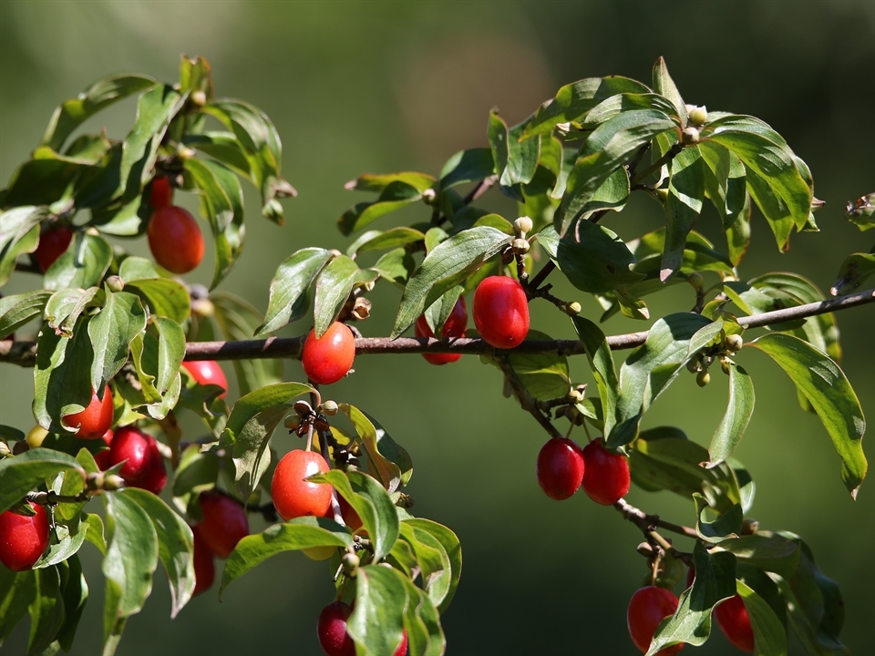 Die roten Früchte der Kornelkische