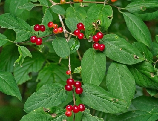 Lonicera xylosteum als heimische Pflanze