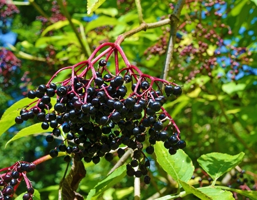 Schwarze Beeren des Schwarzen Holunders