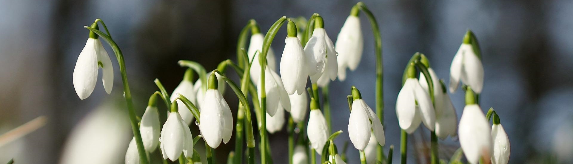 Naturgarten mit Schneeglöckchen kombinieren