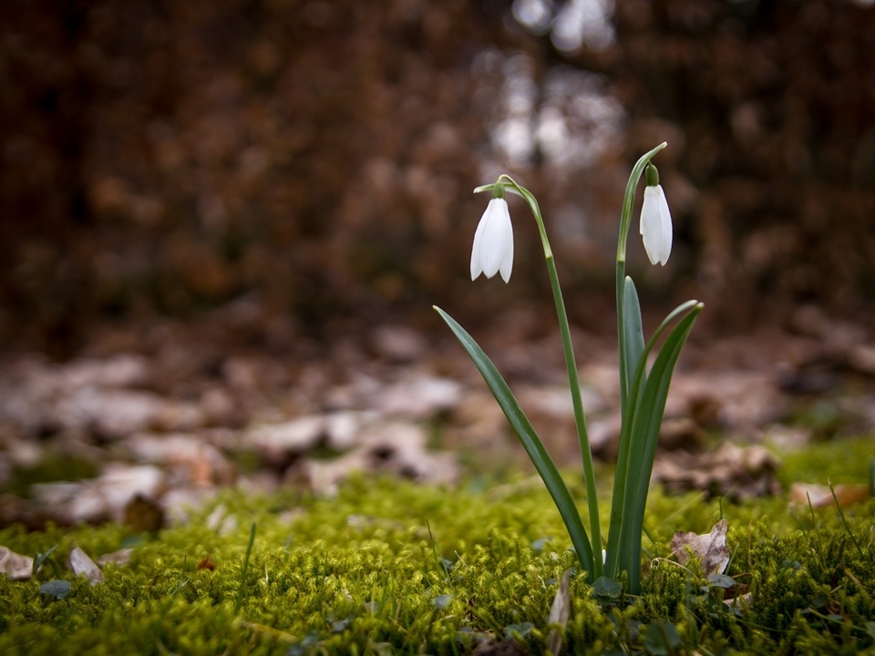 Heimisches Schneeglöckchen im Naturgarten