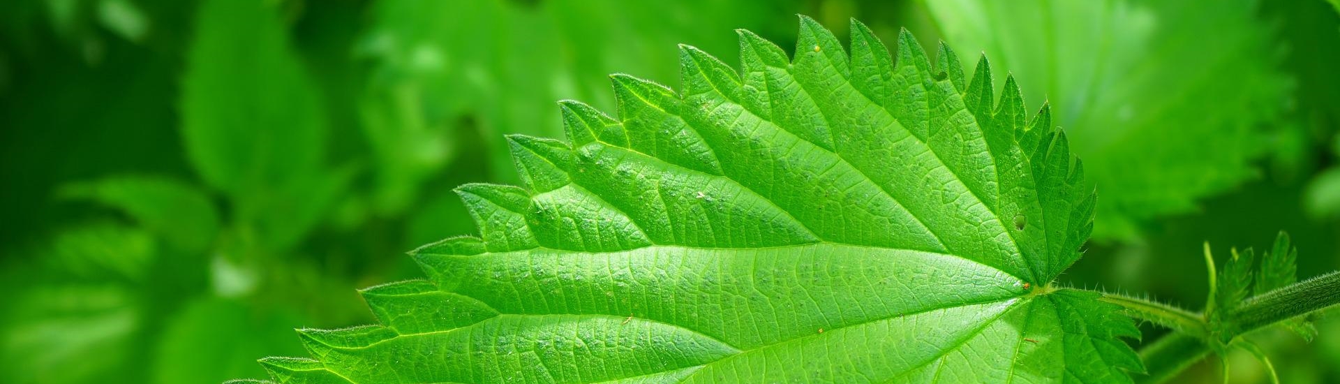 Blatt einer großen Brennessel