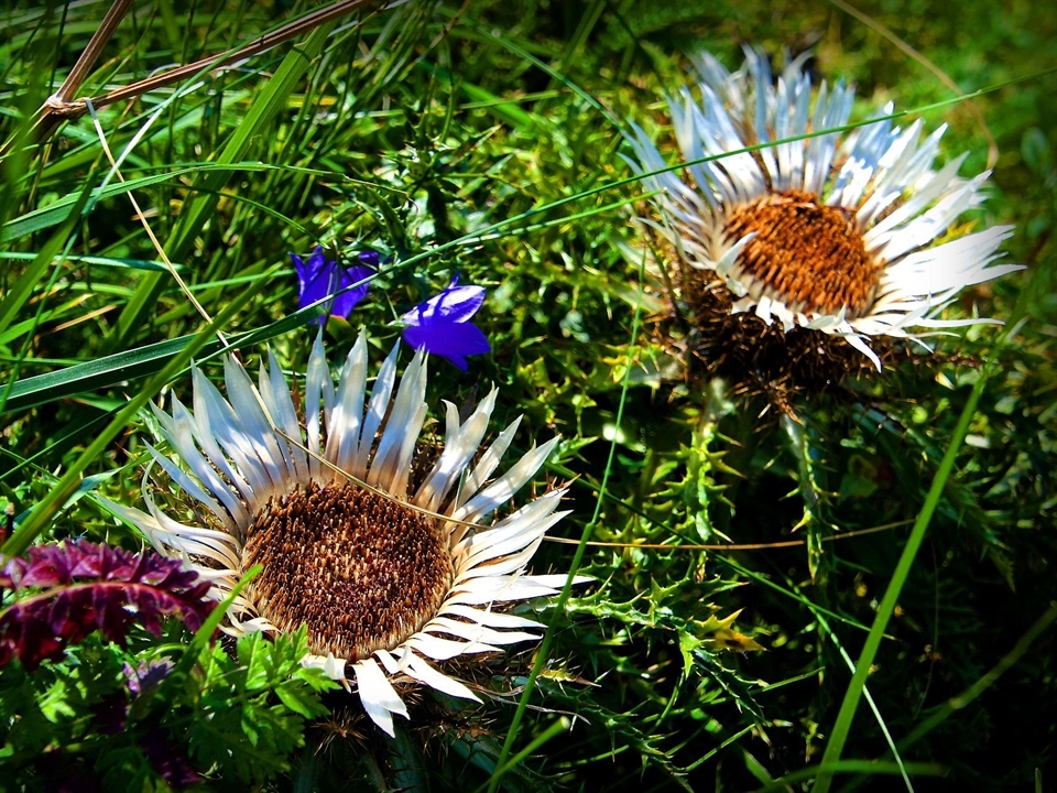 Sommergründe Staude 