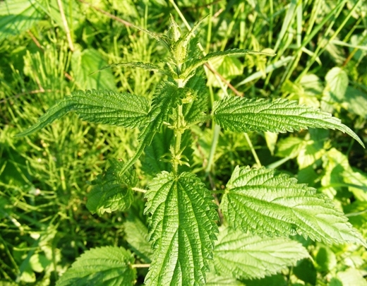 Urtica dioica als heimische Pflanze