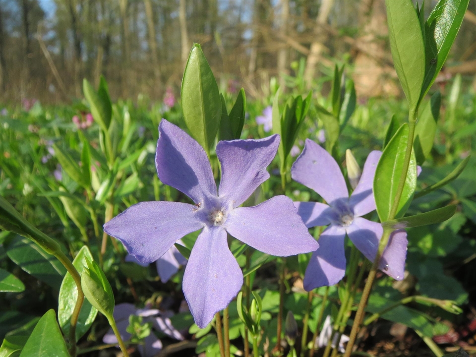 Vinca Minor