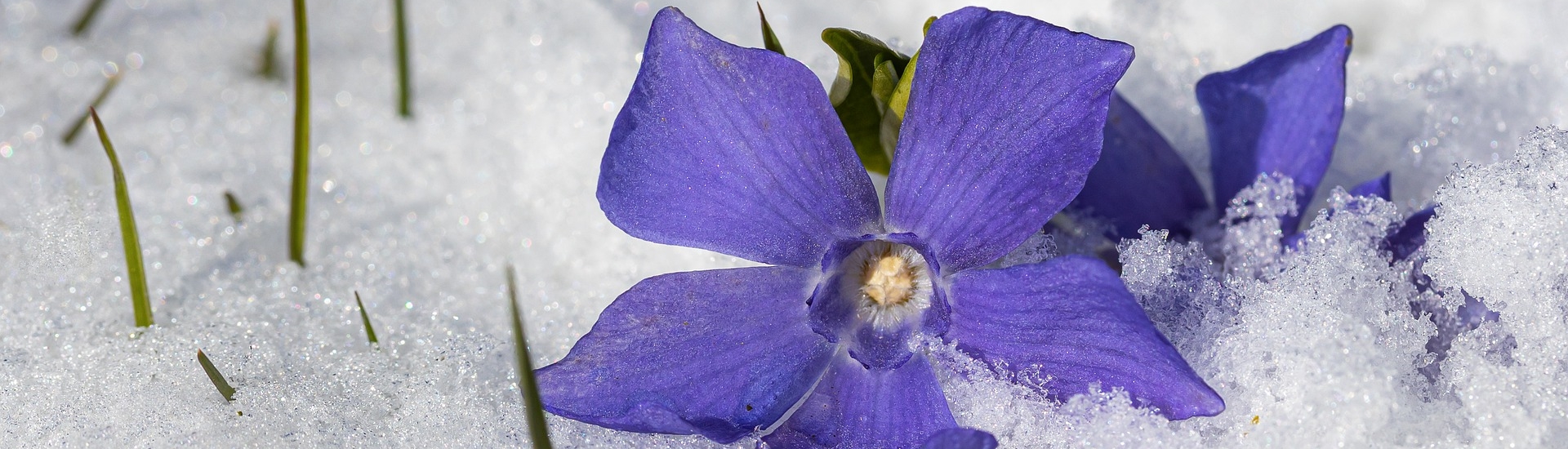 Lilablaue Blüte des Kleinen Immergrüns im Schnee