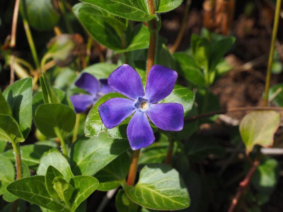 Lilablaue Blüte des kleinen Immergrüns