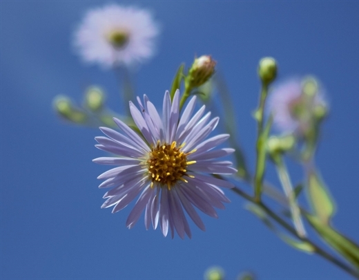 Aster amellus als heimische Pflanze