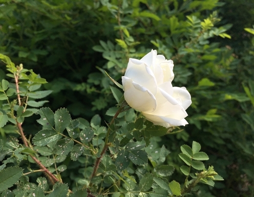 Rosa pimpinellifolia als heimische Pflanze