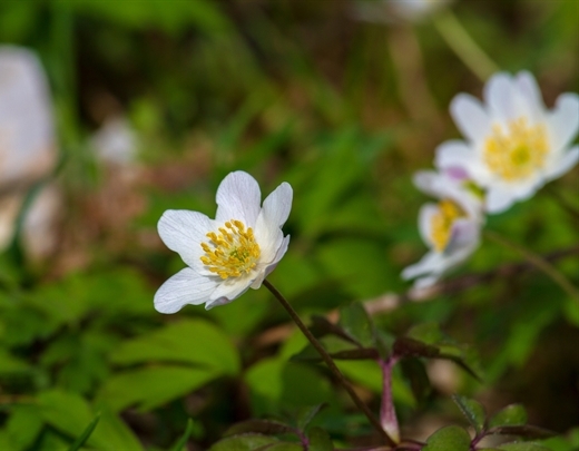 Buschwindröschen im heimischen Garten