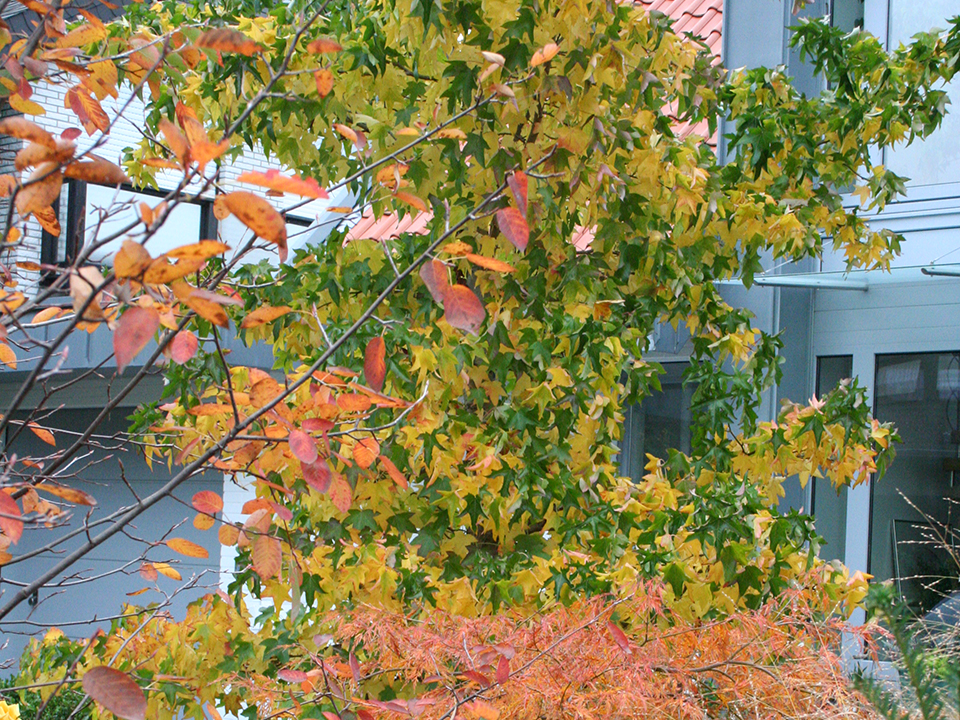 Bäume mit Herbstverfärbung