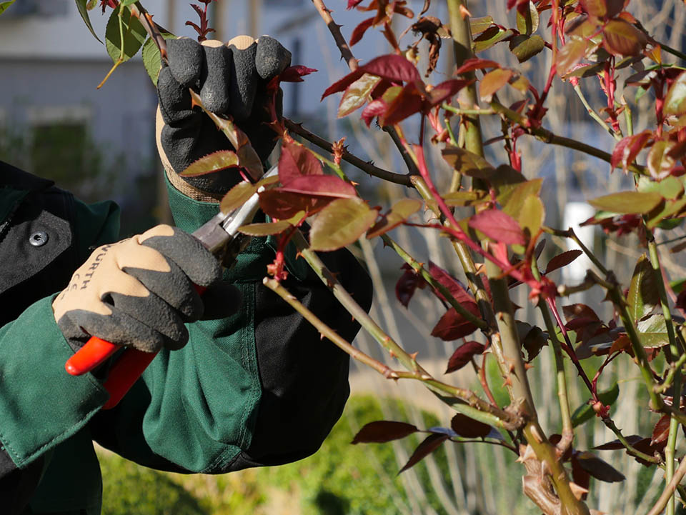 Schneiden der Rosen im April
