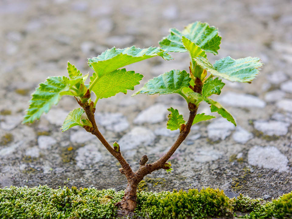 Im November wird ein Baum gepflanzt