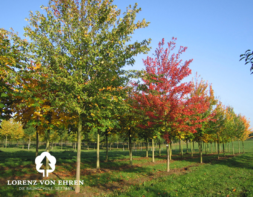 Acer rubrum/ Rot-Ahorn