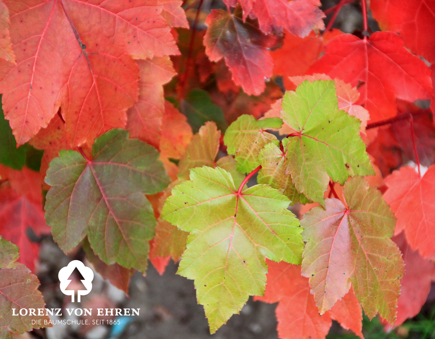 Acer rubrum 'October Glory'/ Rot-Ahorn 'October Glory'