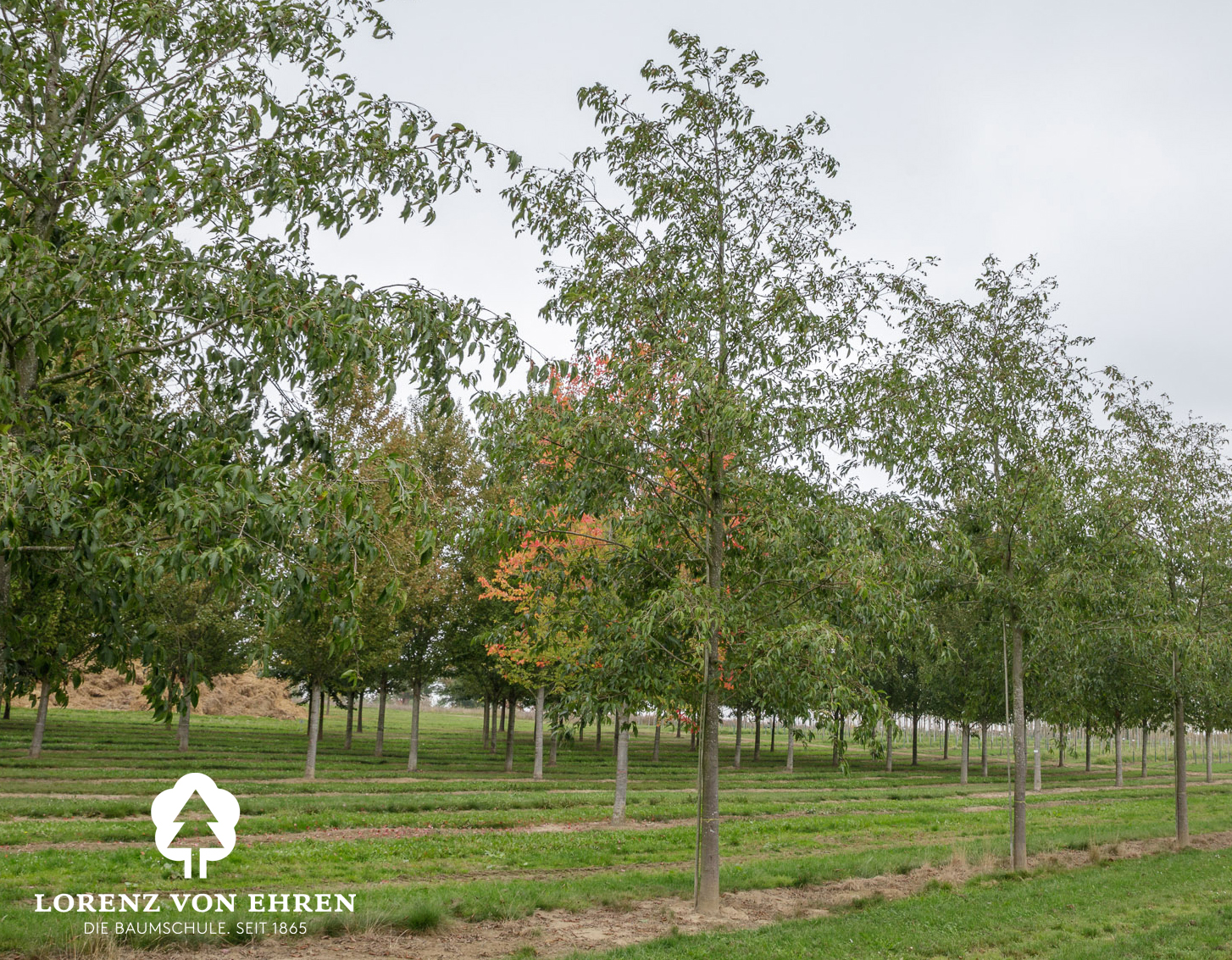 Alnus spaethii / Purpur-Erle