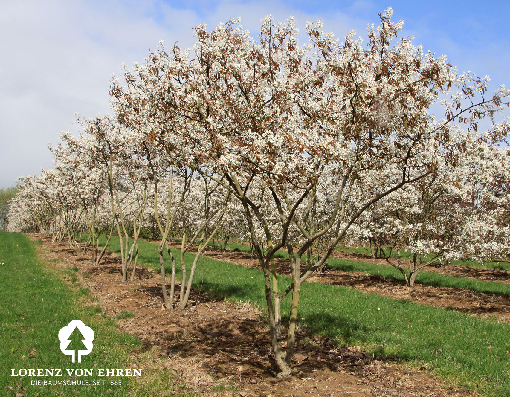 Amelanchier lamarckii/ Kupfer-Felsbirne